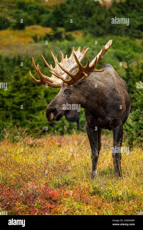 Alaska Moose Tundra Moose Yukon Hi Res Stock Photography And Images Alamy