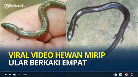 Viral Video Hewan Mirip Ular Berkaki Empat Benarkah Hewan Naga Ini