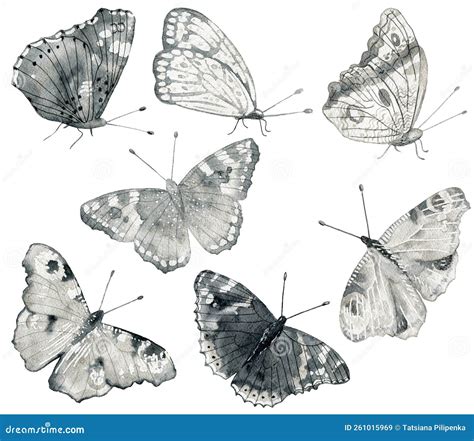 Set Of Watercolor Butterflies Stock Illustration Illustration Of