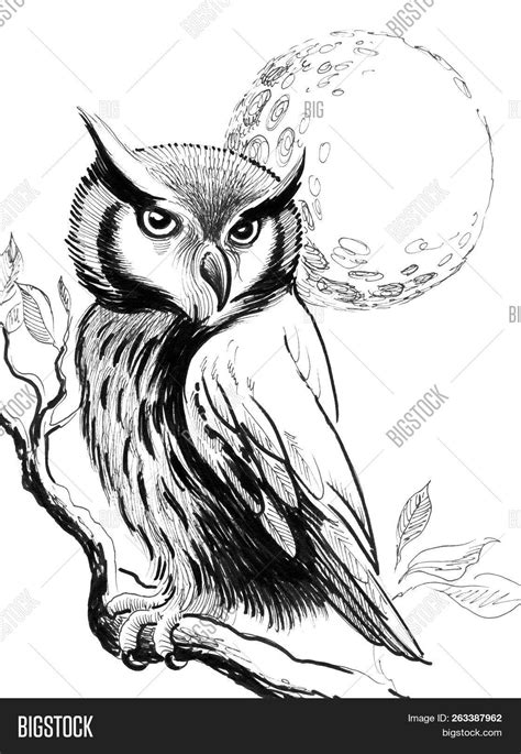 Owl In Tree Clip Art Black And White