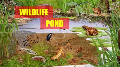 Making A Wildlife Pond Uk Small Wildlife Pond How To Make A Wildlife