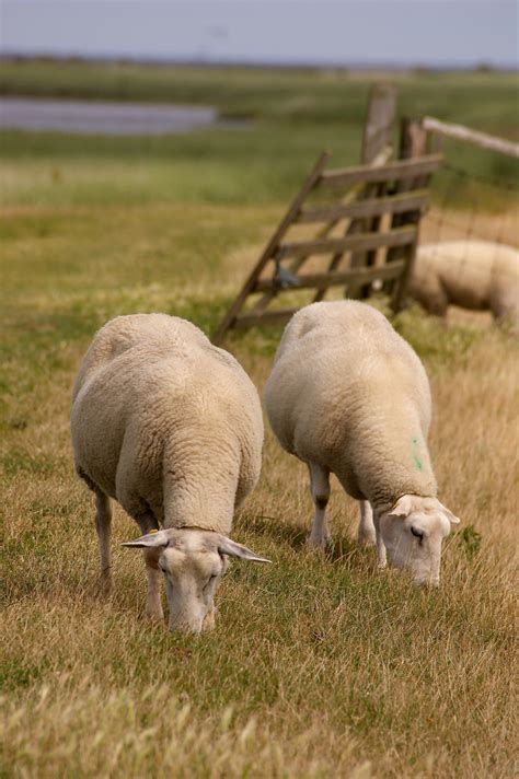 Free Images Landscape Grass Field Farm Meadow Prairie Animal