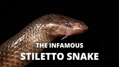 Beware The Stiletto Snake Atractaspis Bibronii Youtube