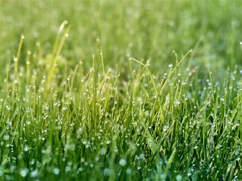 Premium Photo Morning Dew On The Fresh Grass