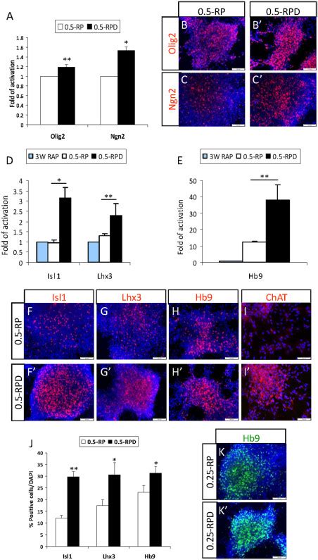 Inhibition Of Notch Signaling Enhances The Differentiation Of Pmn Like