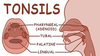 SWALLOWING OR DEGLUTITION ANATOMY AND PHYSIOLOGY Doovi