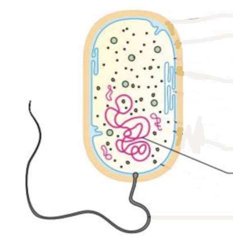 Probe 1 Prokaryoten Karteikarten Quizlet