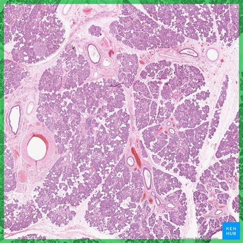 Submandibular Gland Anatomy And Clinical Aspects Kenhub