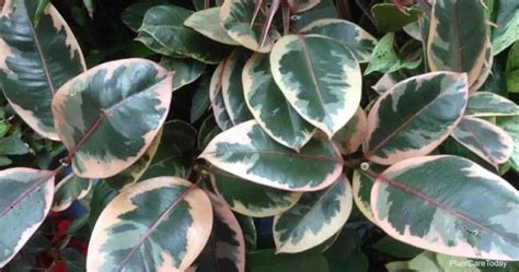 Variegated Rubber Plant Care: Variegated Ficus Growing Tips