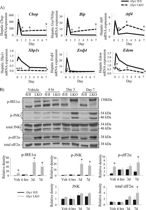 Activation Of The Hepatic Unfolded Protein Response In Xbp1 LKO And