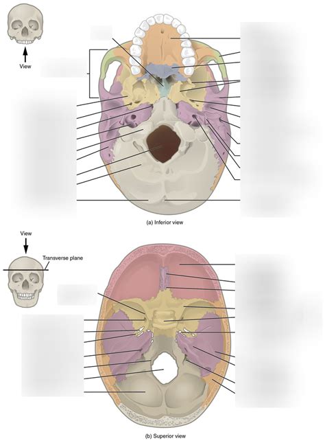 Occipital Bone Diagram Quizlet