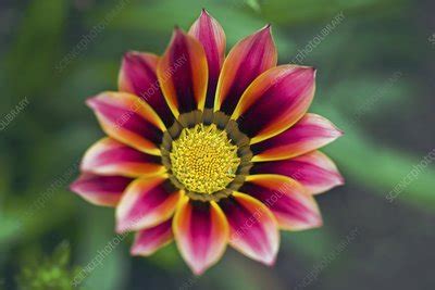 Gazania Sp Stock Image C Science Photo Library