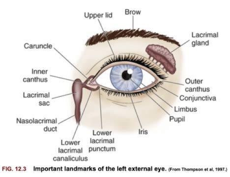 Exam 2 Sec 1 Anatomy Of Eye Flashcards Quizlet