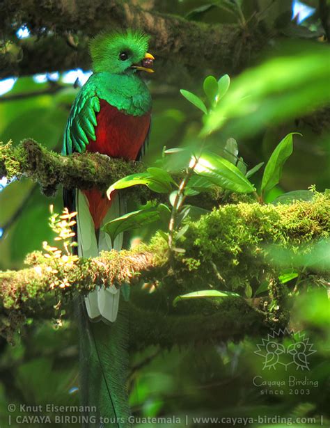 Cayaya Birding Quetzal Tour