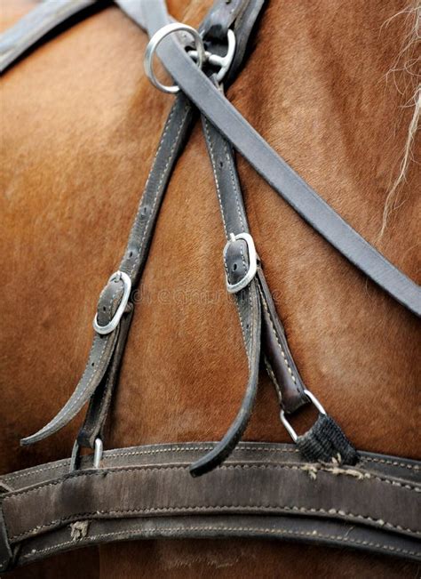 Harnesses For Horses Stock Image Image Of Dressage Equestrian 59825707