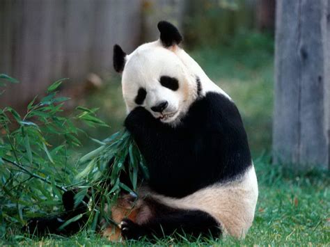 Osos pandas : Oso panda gigante