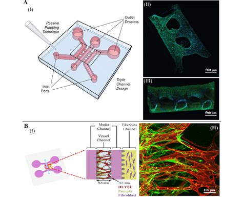 Microfluidics Based Platforms For Prevascularization A I