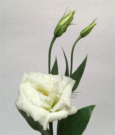 White Lisianthus – Hundley’s Greenhouses