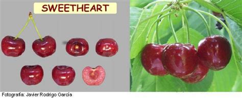 Sweet Heart Cherry Sumtare Very Late Harvest Cherry Tree