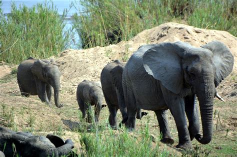 Krügerpark Afrika Elefanten Wildes Kostenloses Foto Auf Pixabay Pixabay