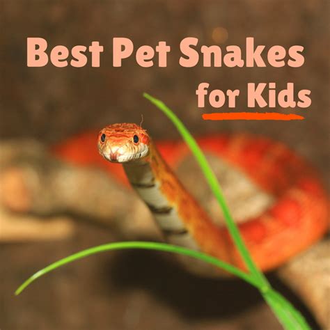 Best Pet Snake Species For Children And Beginners Pethelpful