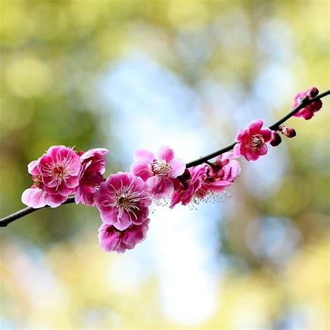 Purple Pony Flowering Plum Trees For Sale at Ty Ty Nursery