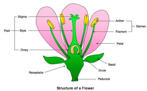 Reproduction In Plants Flashcards Quizlet