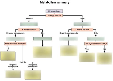 Metabolism summary Diagram | Quizlet