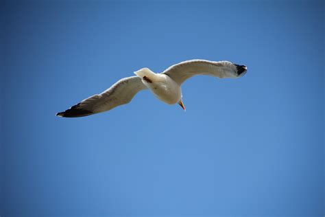 Free Images Wing Sky Seabird Fly Seagull Gull Beak Flight