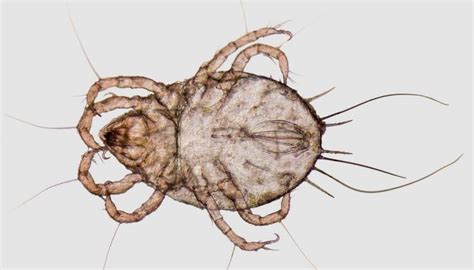 How Do Mites Get In Your House Find Out The 4 Ways Now