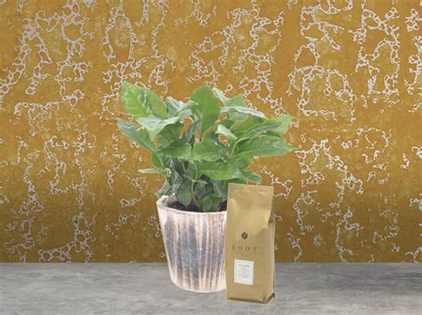 Koffieplant & Bonen | Planten voor Mannen