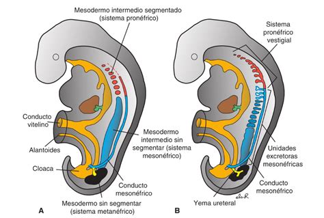 Sistema Urogenital