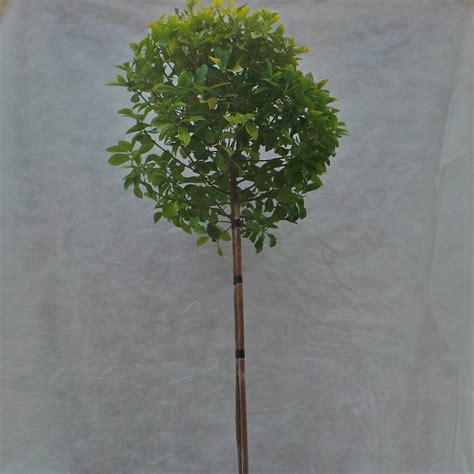 Euonymus Japonicus ‘ovatus Aurea 12 Standard Everglades Nurseries