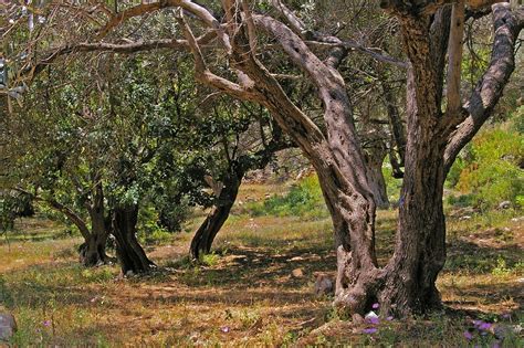 Olive Trees Old Tree - Free photo on Pixabay