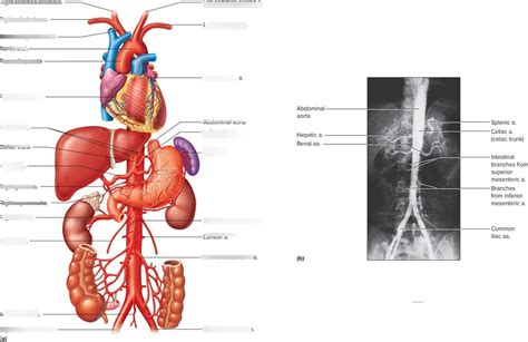 Major Branches Of Abdominal Aorta Diagram Quizlet