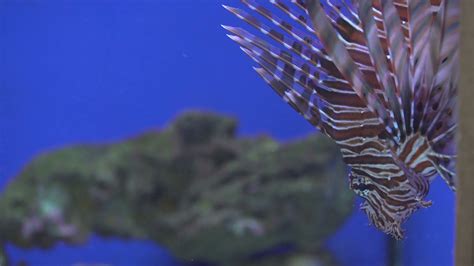 Poisonous fish lionfish close-up Stock Video Footage - Storyblocks