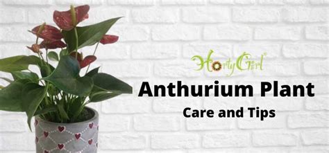 Anthurium Plant Care Instructions