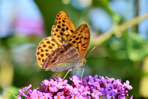 Che Cosa Significa Sognare Una Farfalla Somnium Interpretatione