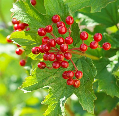 Big Red Berry Tree