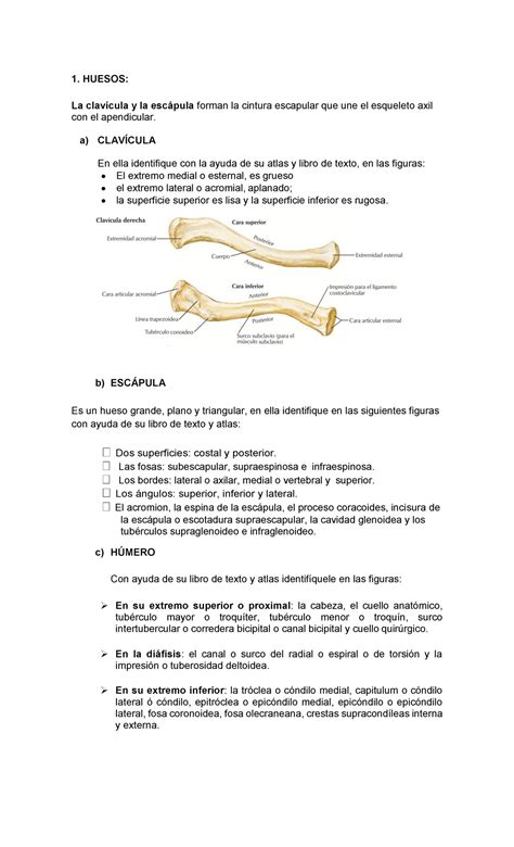 Laboratorio 5 De Macroanatomia De La Universidad De El Salvador 2021