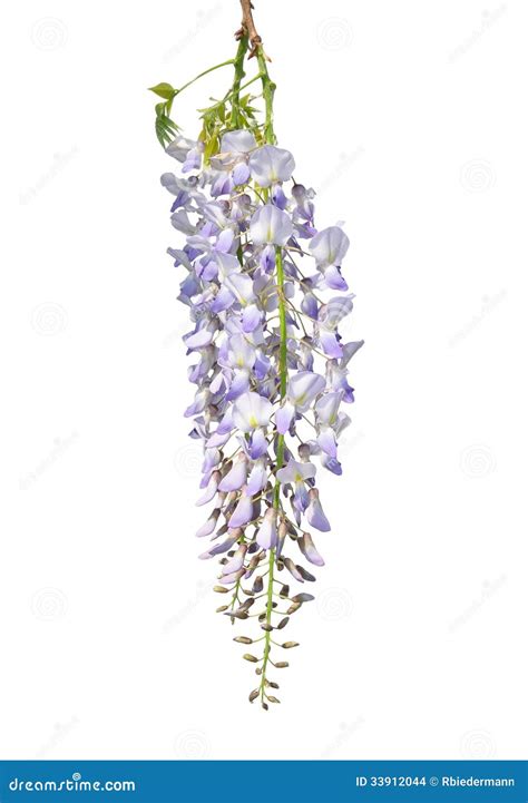 Chinese Wisteria Wisteria Sinensis Stock Photo Image Of Twig Blue