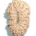 16 Mukhi Rudraksha Sixteen Face Rudraksha Java Bead Lab Etsy