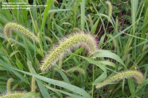 Plantfiles Pictures Green Foxtail Setaria Viridis By Equilibrium