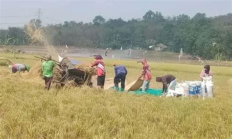 Di Tengah Kekeringan 20 Ha Sawah Di Bekasi Panen