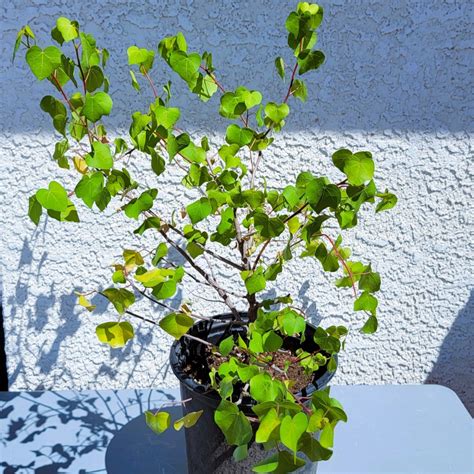 San Marcos Hibiscus Desert Shade Nursery