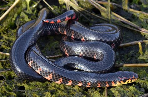 How to Identify a Baby Cottonmouth Snake (16 Helpful Photos)