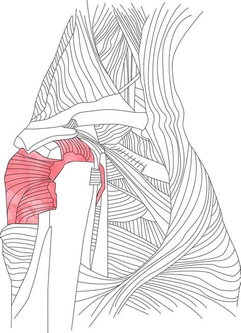 Shoulder Surgery Shoulder Clinic