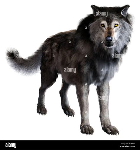 Dire Wolf Dandd