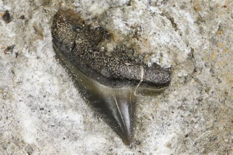 .39" Fossil Mackerel Shark (Cretodus) Tooth - Kansas (#154206) For Sale ...