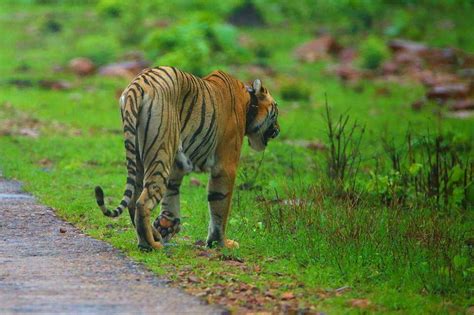 Tadoba Andhari Tiger Reserve ~ ml koottuz